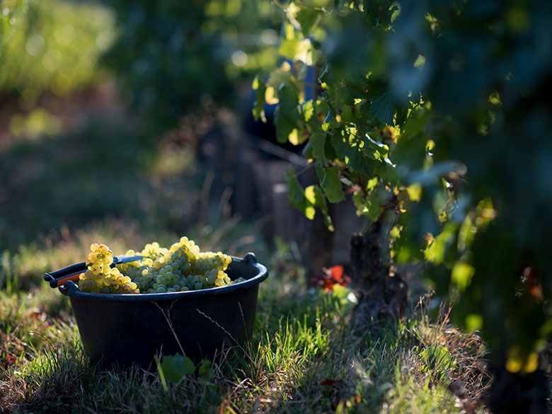 methodes vendanges