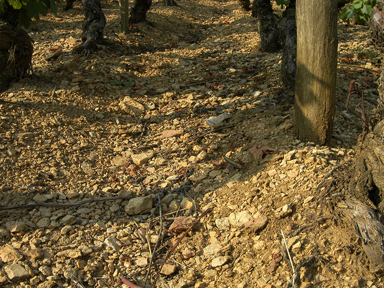 vignoble-sol-argilo-calcaire