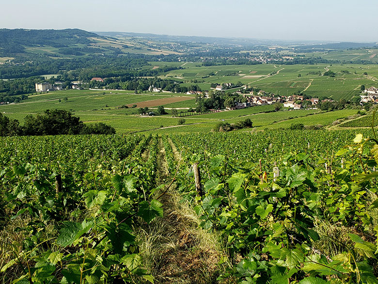 santenay Les terrasses de bievaux