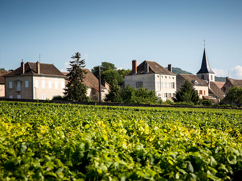 chassagne montrachet 1er cru la maltroie