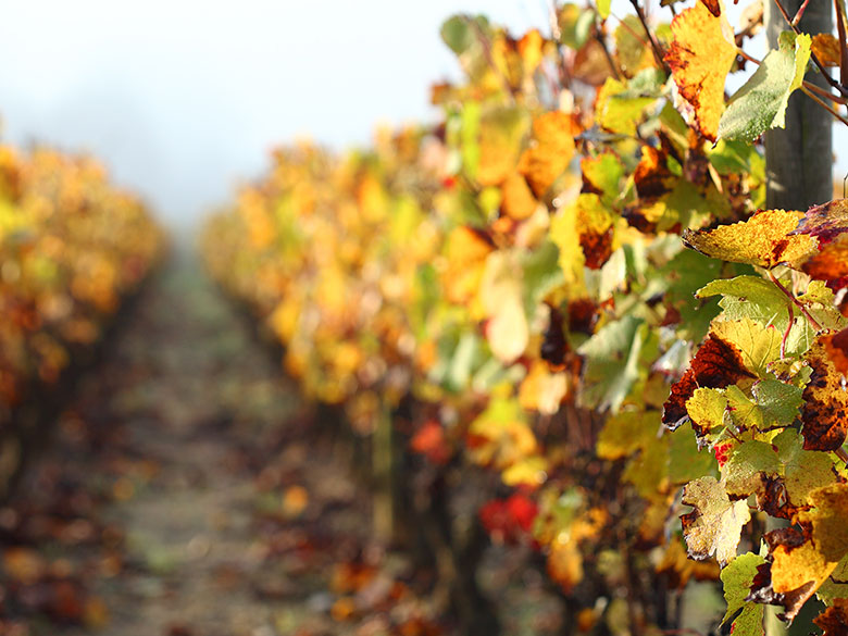 chassagne montrachet 1er cru clos saint jean