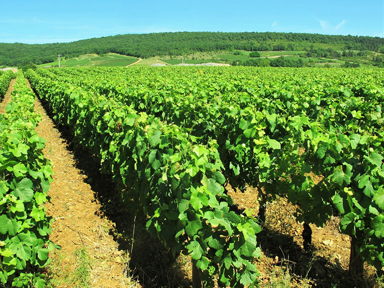 chassagne montrachet 1er cru la boudriotte