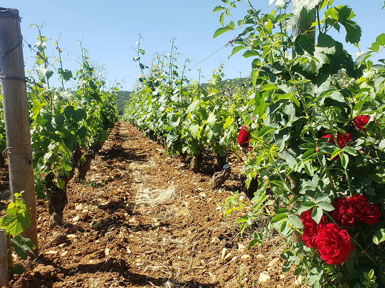 chassagne montrachet 1er cru morgeot