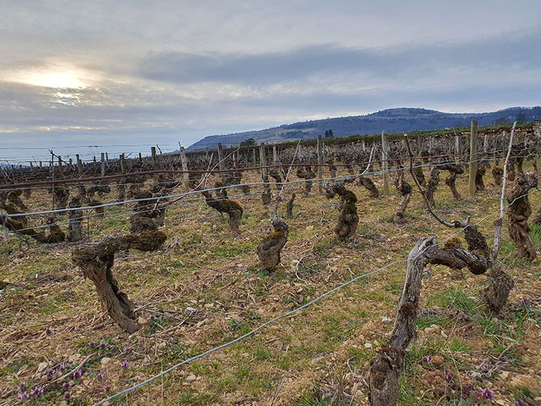 maranges vieilles vignes