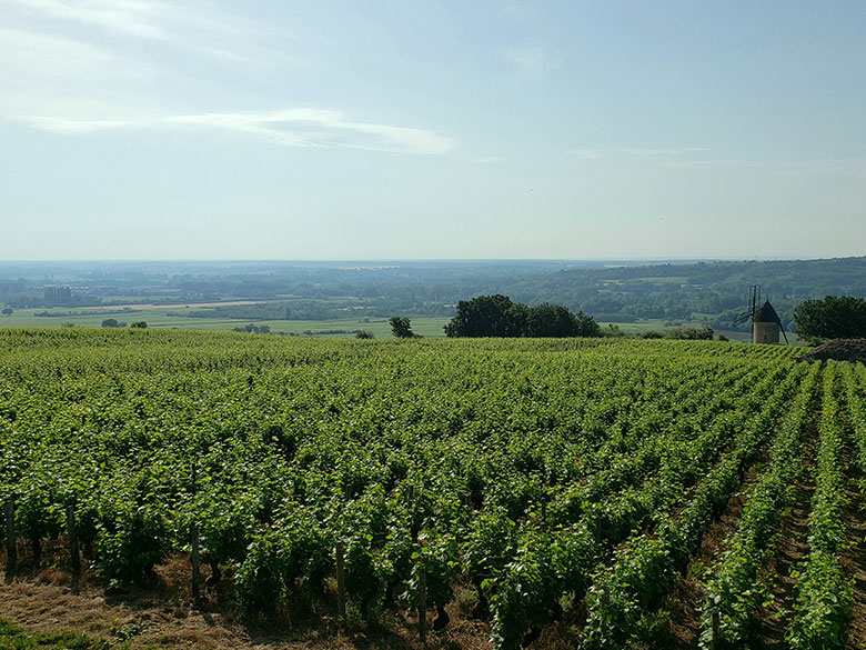 santenay 1er cru beauregard