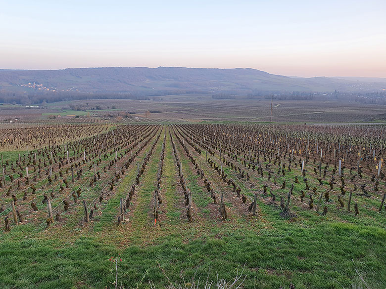 santenay 1er cru clos rousseau