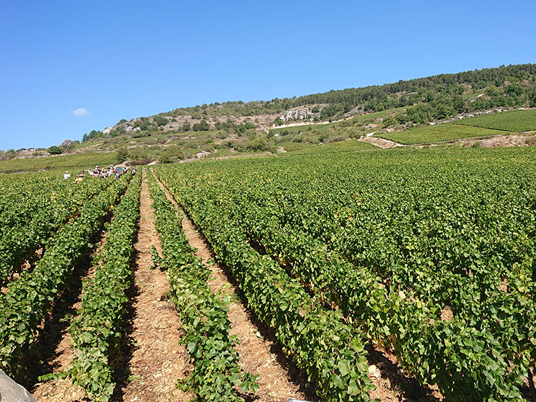 santenay 1er cru maladiere