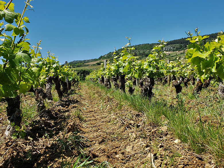 santenay vieilles vignes