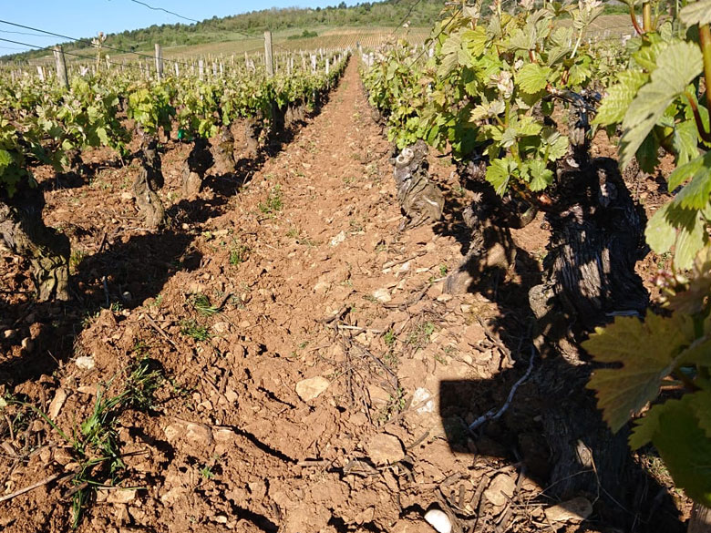 savigny les beaune les gollardes